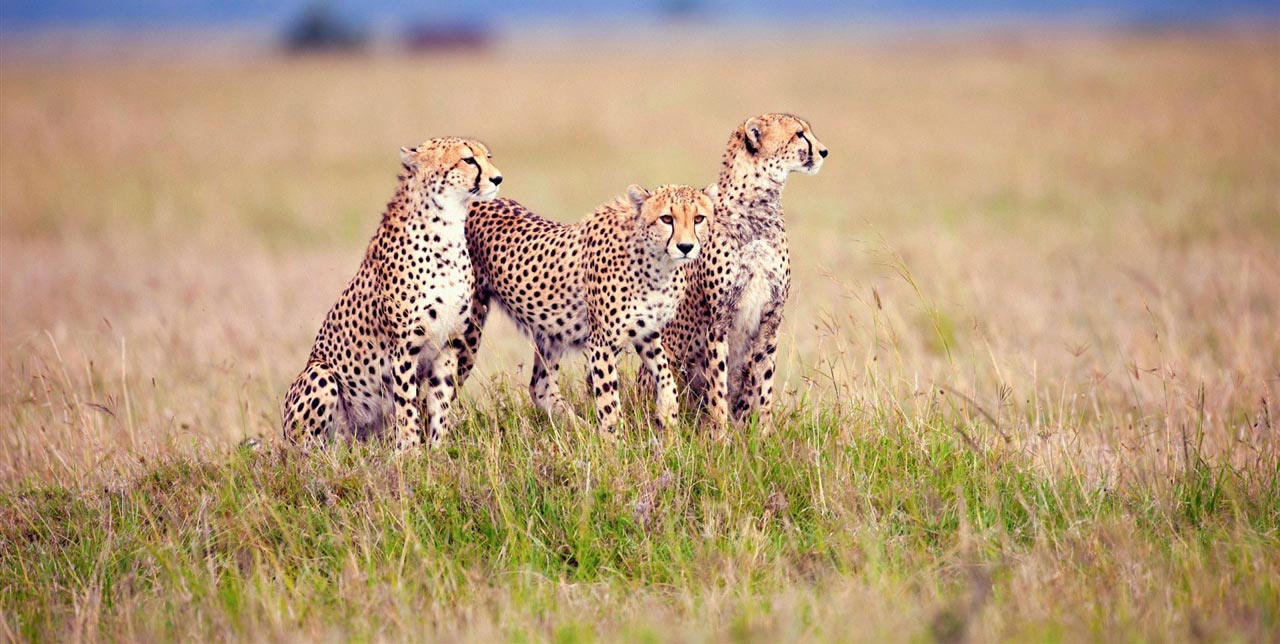 Tanzania