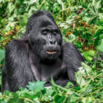 Bwindi Impenetrable National Park
