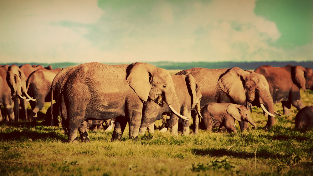 Amboseli National Park safari experience