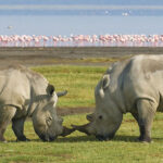 Lake Nakuru Day Trip from Nairobi
