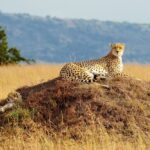 4 Days Masai Mara and Lake Naivasha