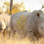 Samburu + Ol Pejeta + Lake Nakuru – 6 Days